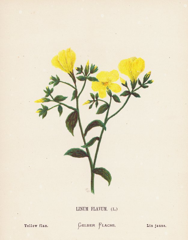 Dzikie kwiaty Ziemi Świętej: Linum Flavum; Żółty len (kolorowa rycina) autorstwa Hannah Zeller