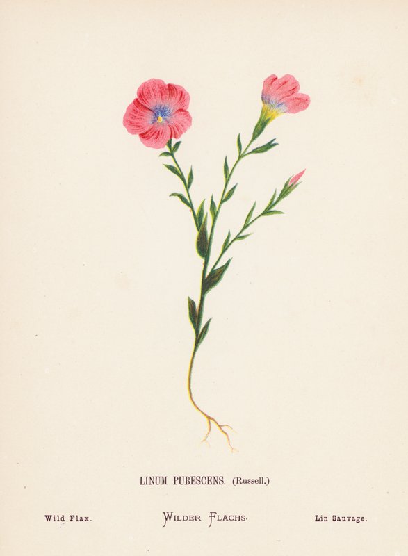 Dzikie kwiaty Ziemi Świętej: Linum Pubescens, Russell; Dziki len (kolorowa rycina) autorstwa Hannah Zeller
