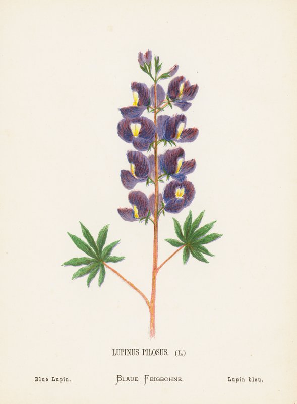 Dzikie kwiaty Ziemi Świętej: Lupinus Pilosus; Łubin niebieski (rycina kolorowana) autorstwa Hannah Zeller