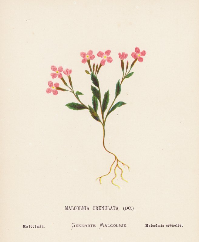 Dzikie kwiaty Ziemi Świętej: Malcolmia Crenulata; Malcolmia (kolorowa rycina) autorstwa Hannah Zeller