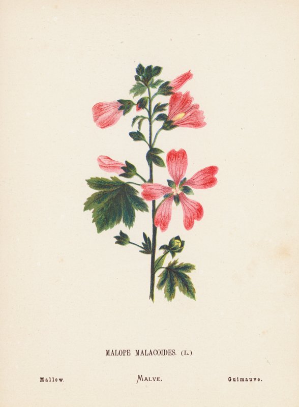 Dzikie kwiaty Ziemi Świętej: Malope Malacoides; Malwa (kolorowa rycina) autorstwa Hannah Zeller