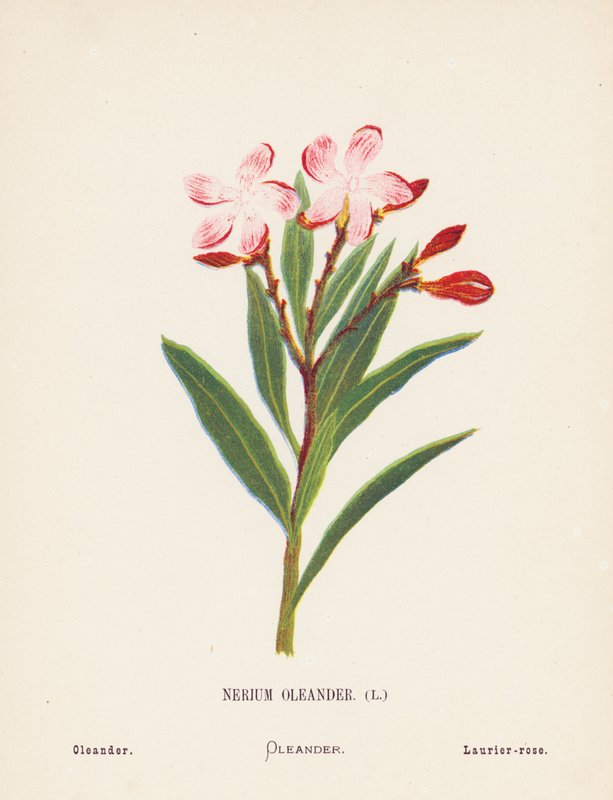 Dzikie kwiaty Ziemi Świętej: Nerium Oleander; Oleander (kolorowy grawerunek) autorstwa Hannah Zeller