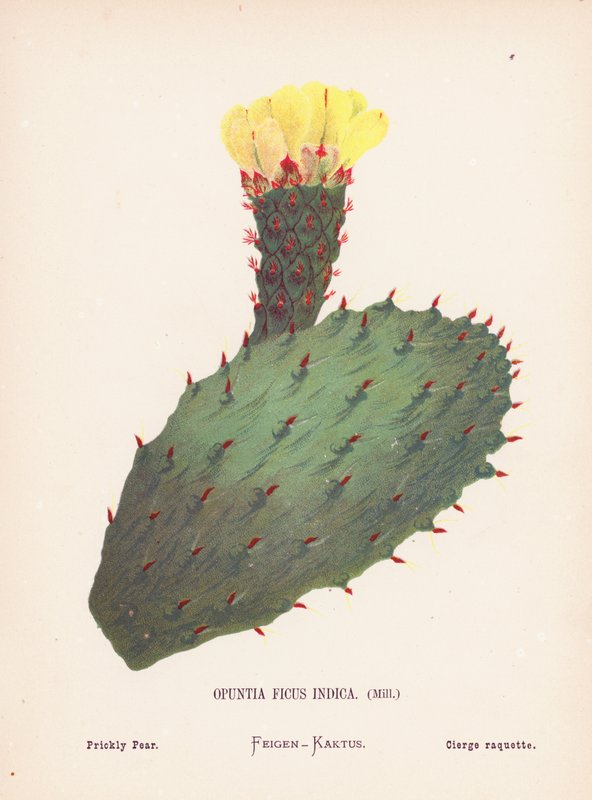 Dzikie kwiaty Ziemi Świętej: Opuntia Ficus Indica, Mill; Opuncja figowa (kolorowy grawerunek) autorstwa Hannah Zeller