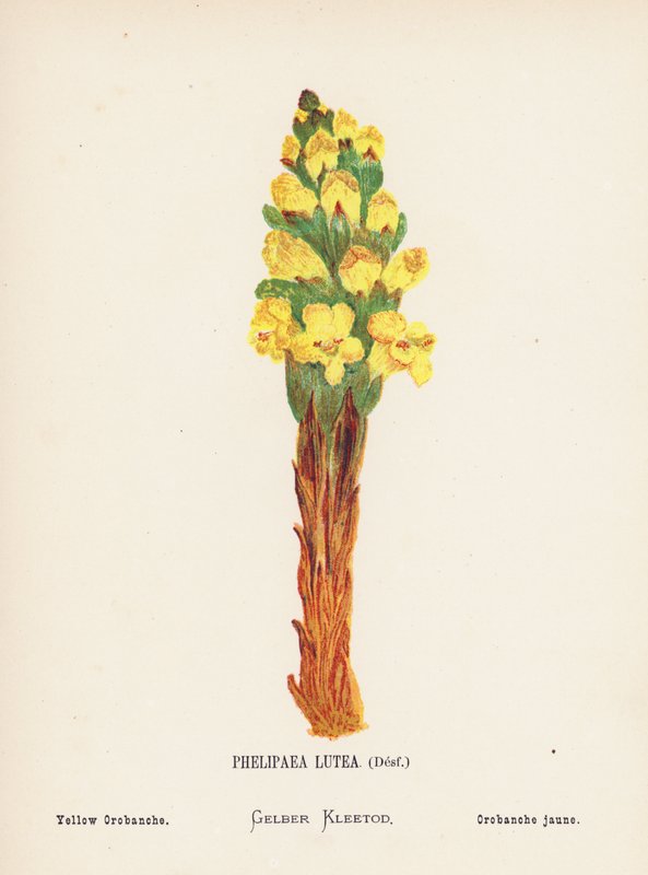 Dzikie kwiaty Ziemi Świętej: Phelipaea Lutea, Desf; Yellow Orobanche (kolorowa rycina) autorstwa Hannah Zeller