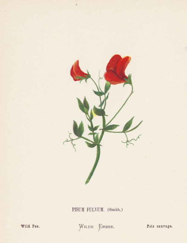 Dzikie kwiaty Ziemi Świętej: Pisum Fulvum, Smith; Dziki groszek (kolorowa rycina) autorstwa Hannah Zeller