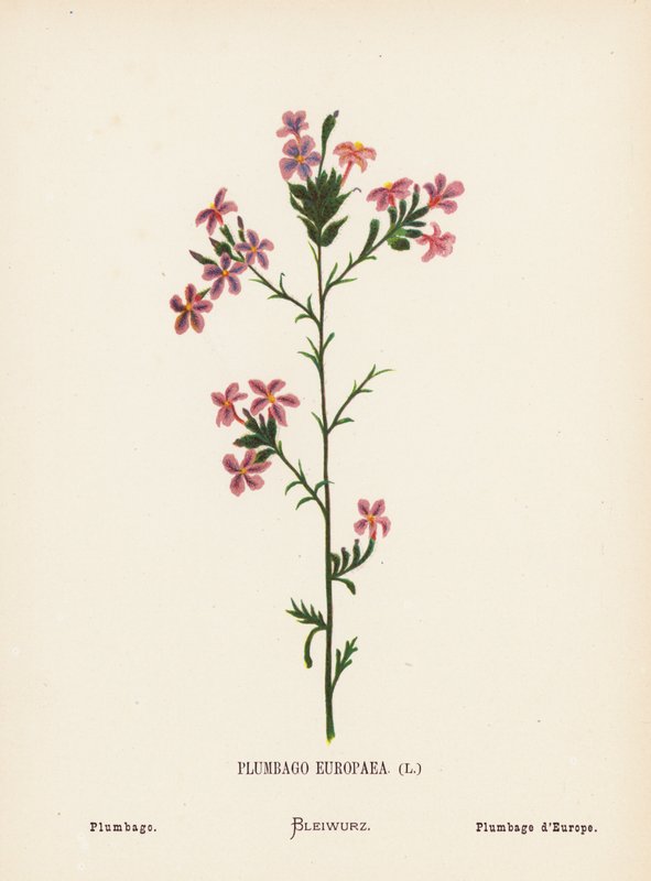 Dzikie kwiaty Ziemi Świętej: Plumbago Europaea; Plumbago (kolorowa rycina) autorstwa Hannah Zeller