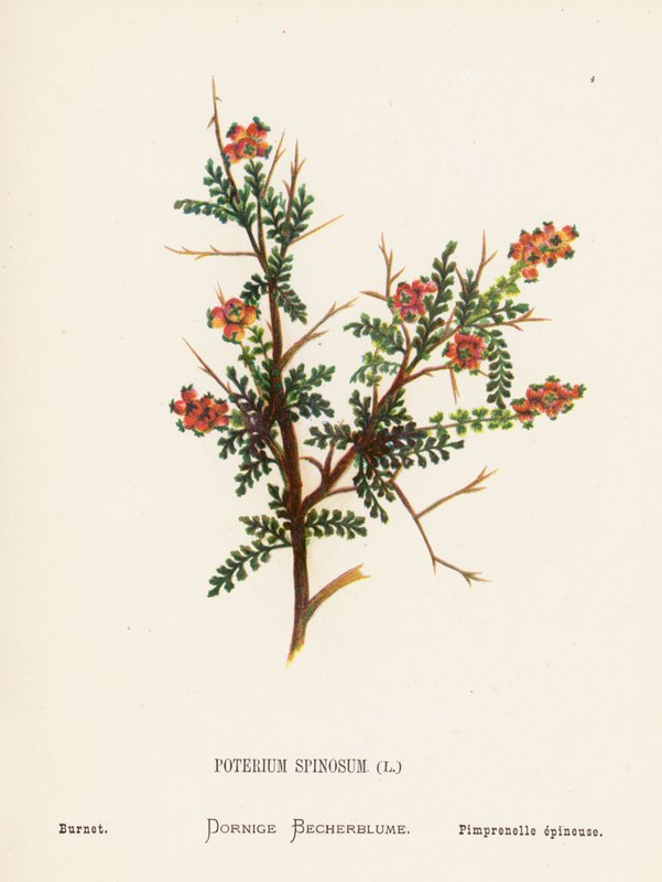 Dzikie kwiaty Ziemi Świętej: Poterium Spinosum; Burnet (kolorowa rycina) autorstwa Hannah Zeller