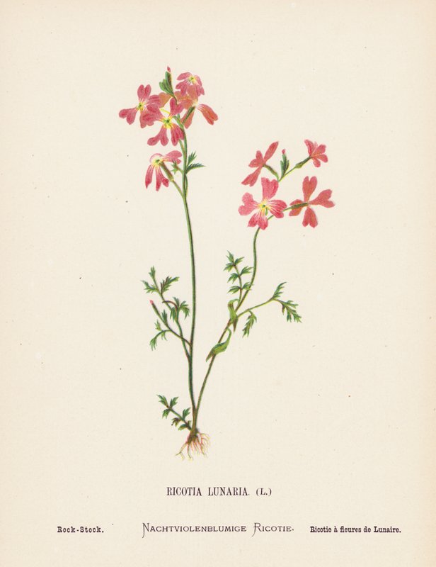 Dzikie kwiaty Ziemi Świętej: Ricotia Lunaria; Rock-Stock (kolorowa rycina) autorstwa Hannah Zeller
