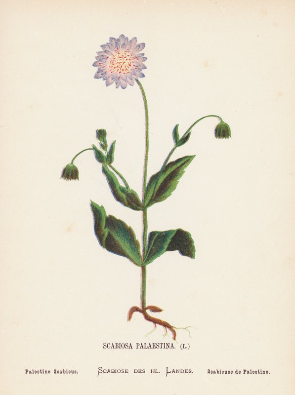 Dzikie kwiaty Ziemi Świętej: Scabiosa Palaestina; świerzbowiec palestyński (rycina kolorowa) autorstwa Hannah Zeller