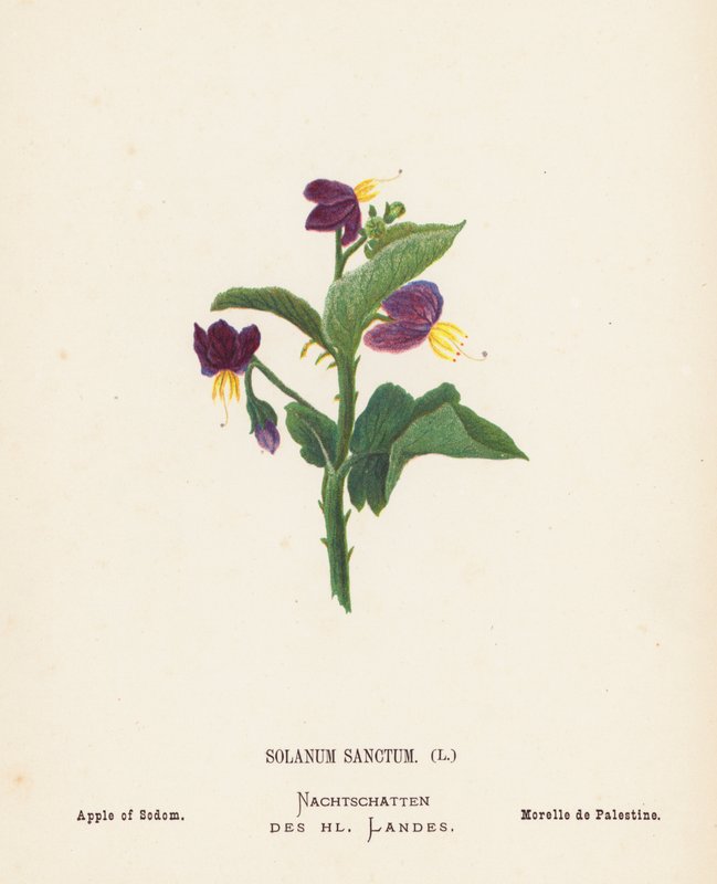 Dzikie kwiaty Ziemi Świętej: Solanum Sanctum; Jabłko Sodomy (kolorowa rycina) autorstwa Hannah Zeller