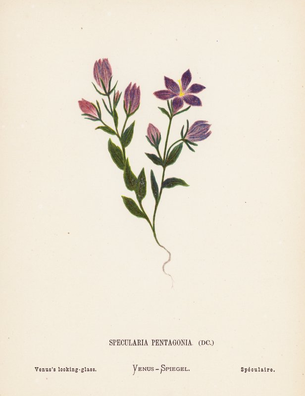 Dzikie kwiaty Ziemi Świętej: Specularia Pentagonia; Lustro Wenus (kolorowa rycina) autorstwa Hannah Zeller