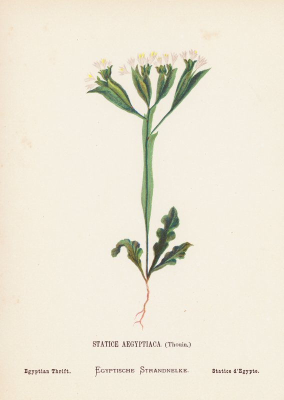 Dzikie kwiaty Ziemi Świętej: Statice Aegyptiaca, Thouin; Egyptian Thrift (kolorowa rycina) autorstwa Hannah Zeller