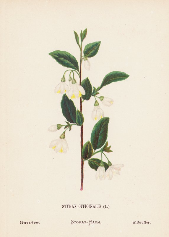 Dzikie kwiaty Ziemi Świętej: Styrax Officinalis; Storax-drzewo (kolorowa rycina) autorstwa Hannah Zeller
