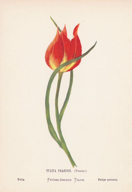 Dzikie kwiaty Ziemi Świętej: Tulipa Praecox, Tenore; Tulipan (kolorowa rycina) autorstwa Hannah Zeller