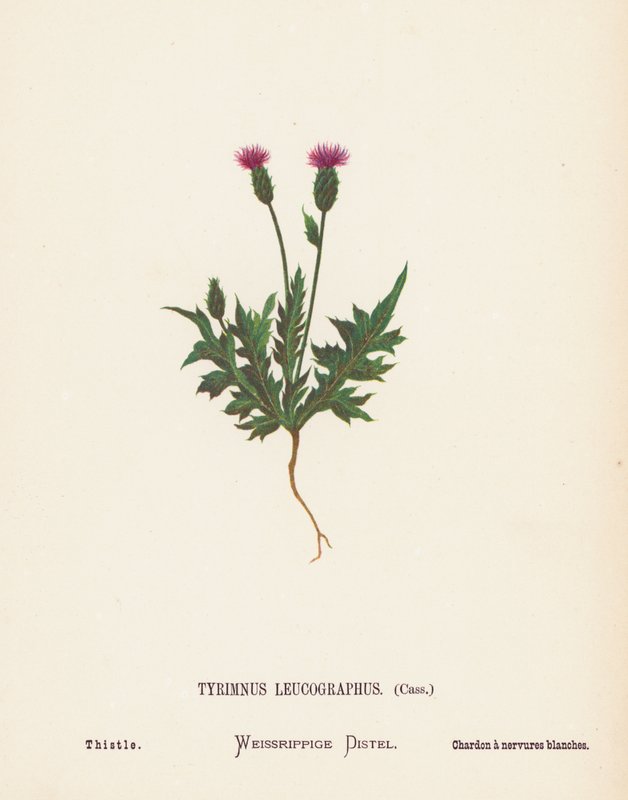 Dzikie kwiaty Ziemi Świętej: Tyrimnus Leucographus, Cass; Oset (kolorowa rycina) autorstwa Hannah Zeller