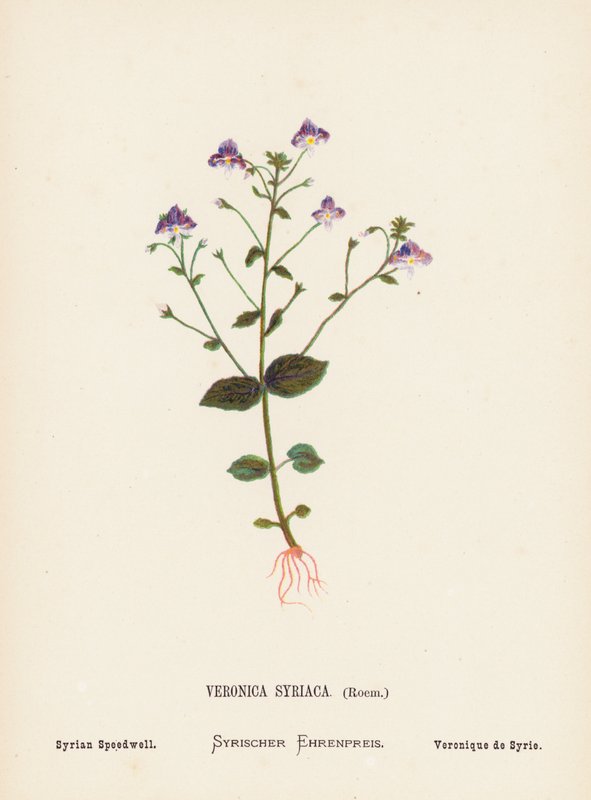 Dzikie kwiaty Ziemi Świętej: Veronica Syriaca, Roem; Przetacznik syryjski (kolorowa rycina) autorstwa Hannah Zeller