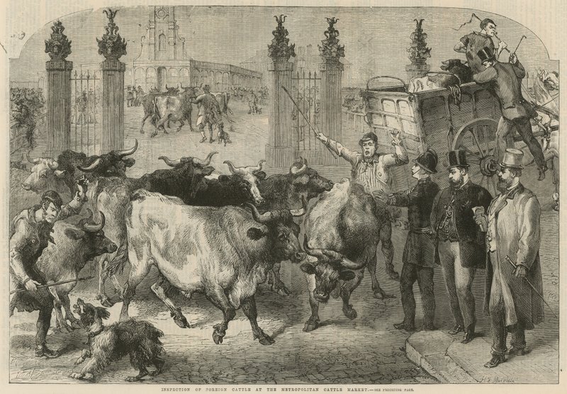 Kontrola bydła zagranicznego na Metropolitan Cattle Market (grawerowanie) autorstwa Harden Sidney (after) Melville