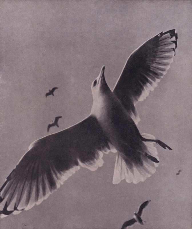 Szybki i wysoko wznoszący się, Meredith (zdjęcie czarno-białe) autorstwa Harold Burdekin