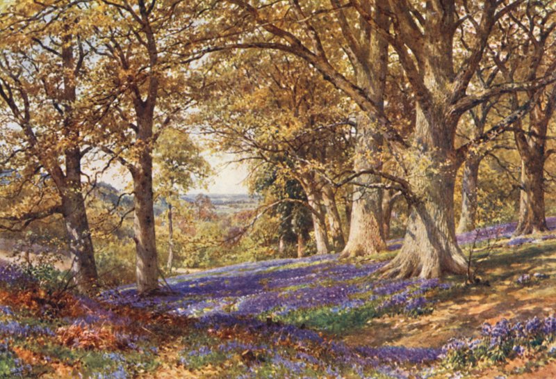 A Slope of Bluebells, Hascombe (kolorowa litografia) autorstwa Harold Sutton Palmer