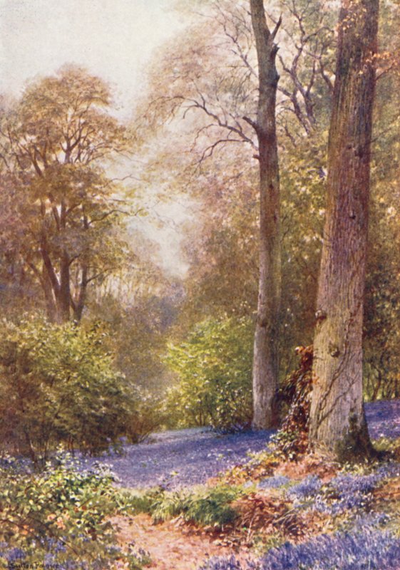 Bluebells, Ripley (kolorowa litografia) autorstwa Harold Sutton Palmer