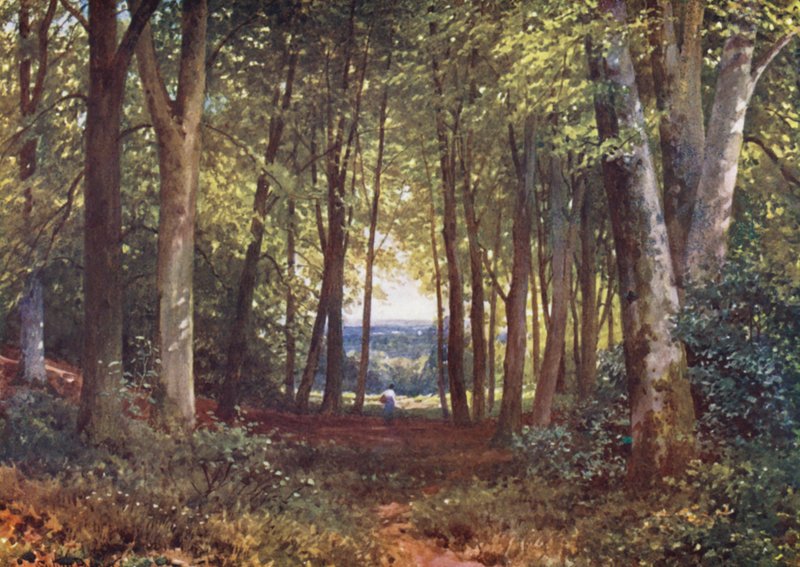 Deer-Leap Wood, Wotton (kolorowa litografia) autorstwa Harold Sutton Palmer
