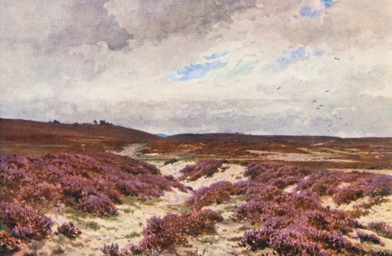 Frensham Common (litografia kolorowa) autorstwa Harold Sutton Palmer