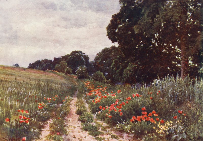 Maki (litografia kolorowa) autorstwa Harold Sutton Palmer
