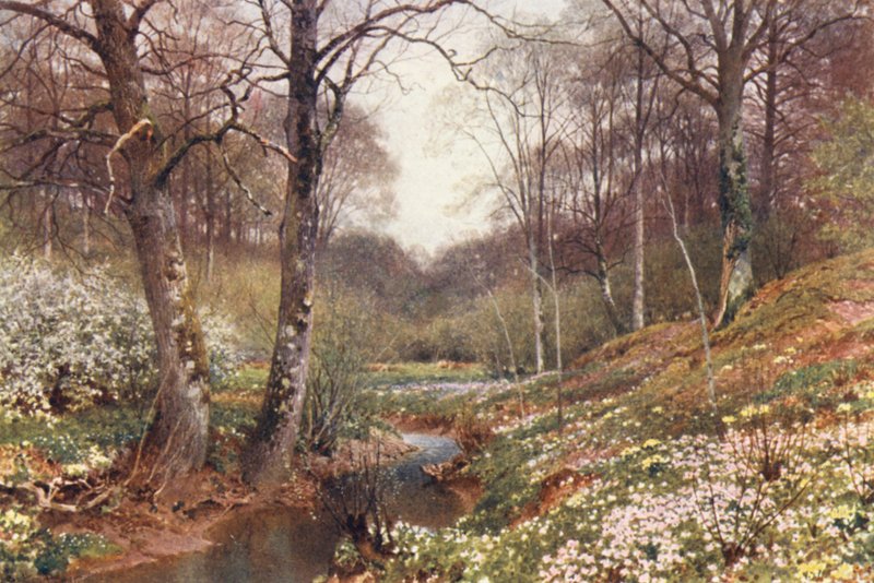 Wiosenne kwiaty, niedaleko Dorking (kolorowa litografia) autorstwa Harold Sutton Palmer
