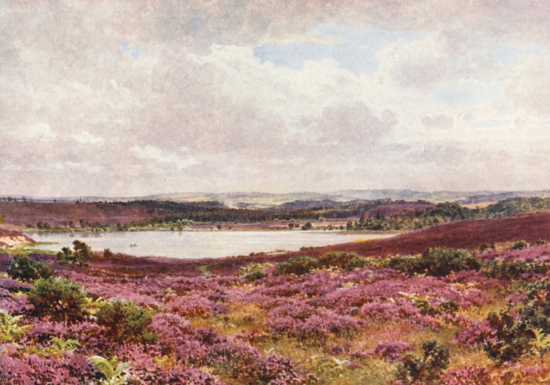 Wielki staw, Frensham (kolorowa litografia) autorstwa Harold Sutton Palmer