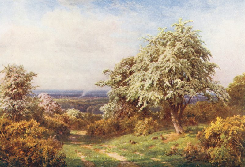 Duma wiosny, Newlands Corner (kolorowa litografia) autorstwa Harold Sutton Palmer