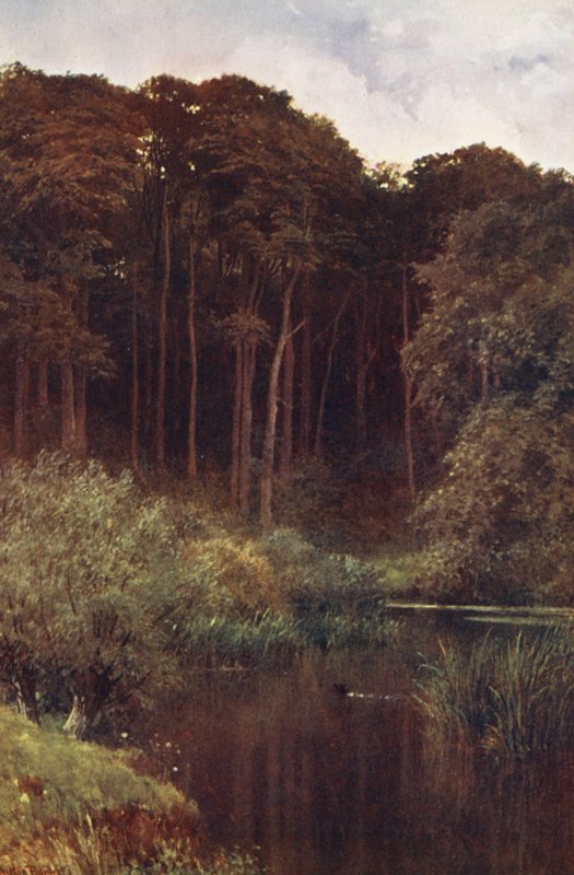Woodland Depths, Wotton (kolorowa litografia) autorstwa Harold Sutton Palmer