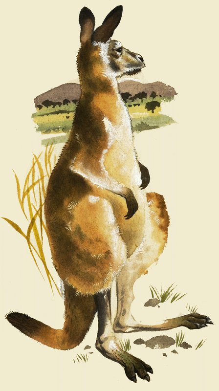 Kangur autorstwa Harold Tamblyn Watts