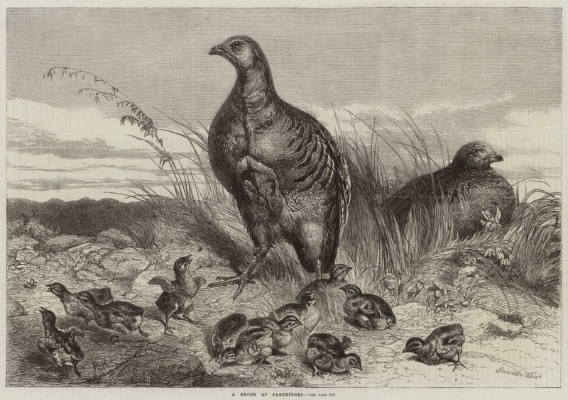 Stado kuropatw autorstwa Harrison William Weir