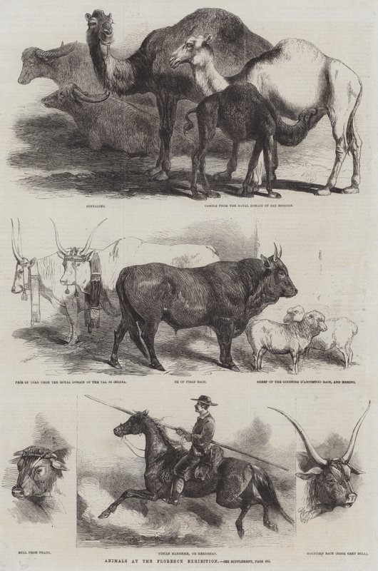 Zwierzęta na wystawie we Florencji autorstwa Harrison William Weir