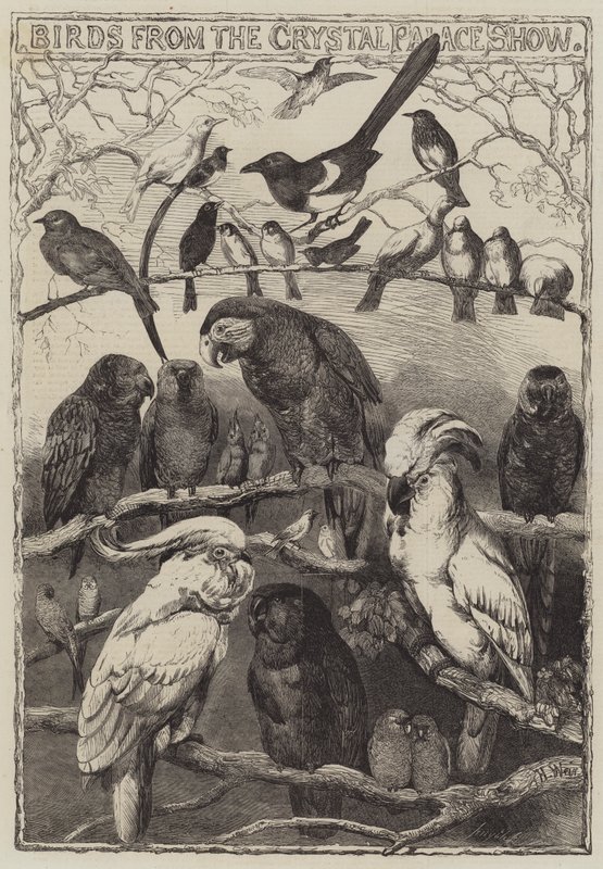 Ptaki z Crystal Palace Show autorstwa Harrison William Weir