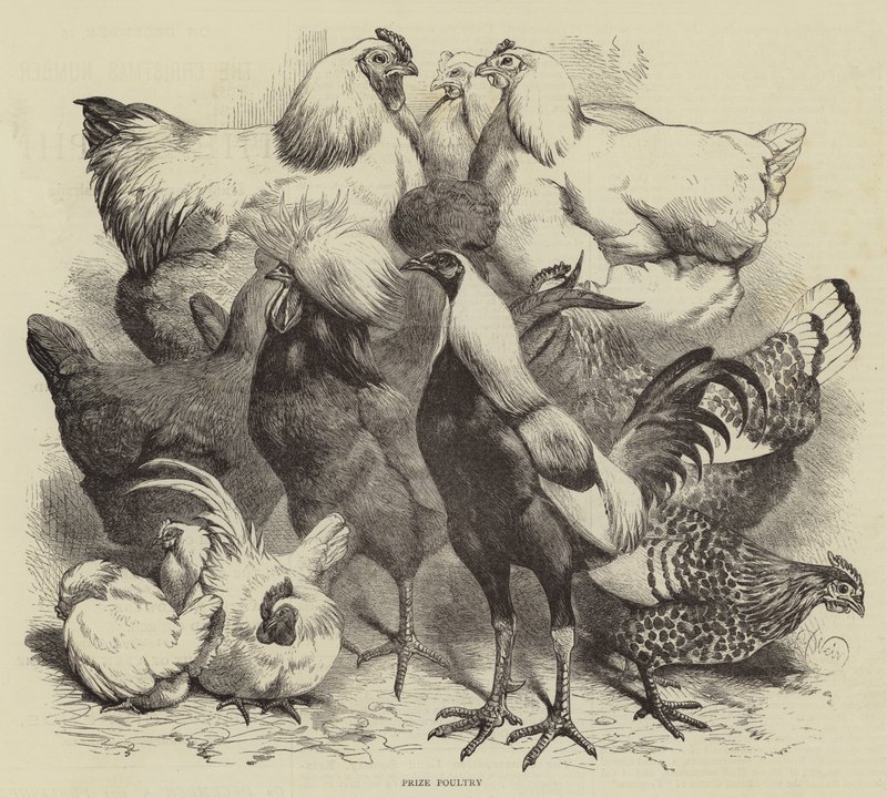 Wystawa w Birmingham, Nagroda Drobiowa autorstwa Harrison William Weir