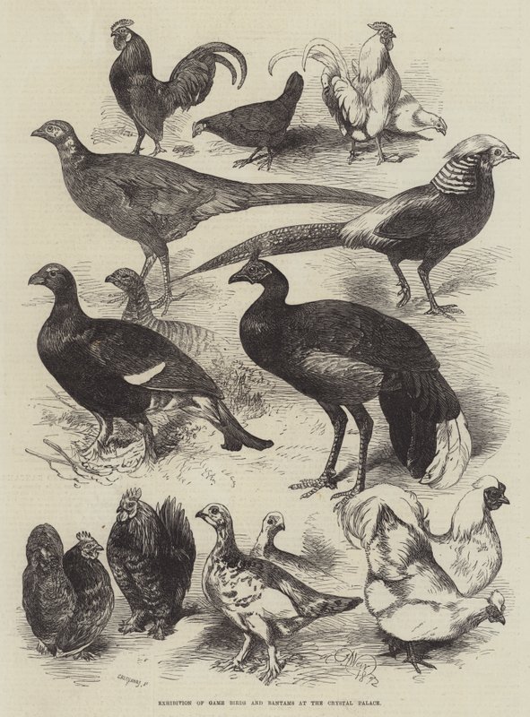Wystawa ptaków łownych i bantamów w Crystal Palace autorstwa Harrison William Weir