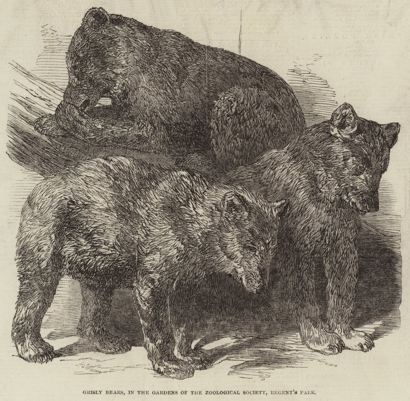 Grizzly Bears, w Ogrodach Towarzystwa Zoologicznego, Regent