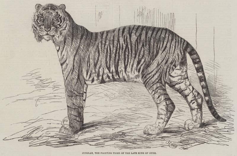 Junglar, walczący tygrys zmarłego króla Oude autorstwa Harrison William Weir