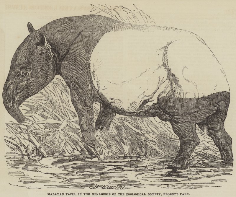 Tapir malajski, w Menażerii Towarzystwa Zoologicznego, Regent