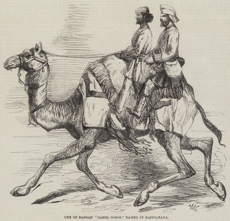 Jeden z Korpusu Wielbłądów Barrasa, wychowany w Rajpootana autorstwa Harrison William Weir
