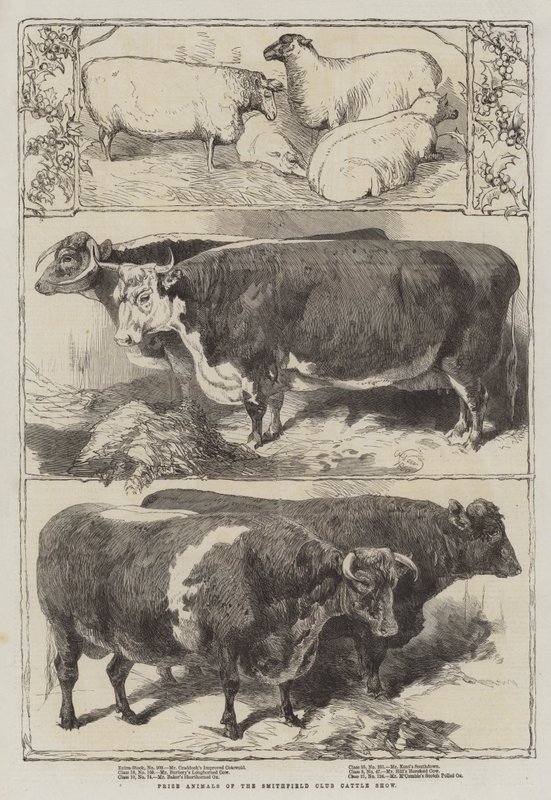 Nagrodowe Zwierzęta na Wystawie Bydła Smithfield Club autorstwa Harrison William Weir