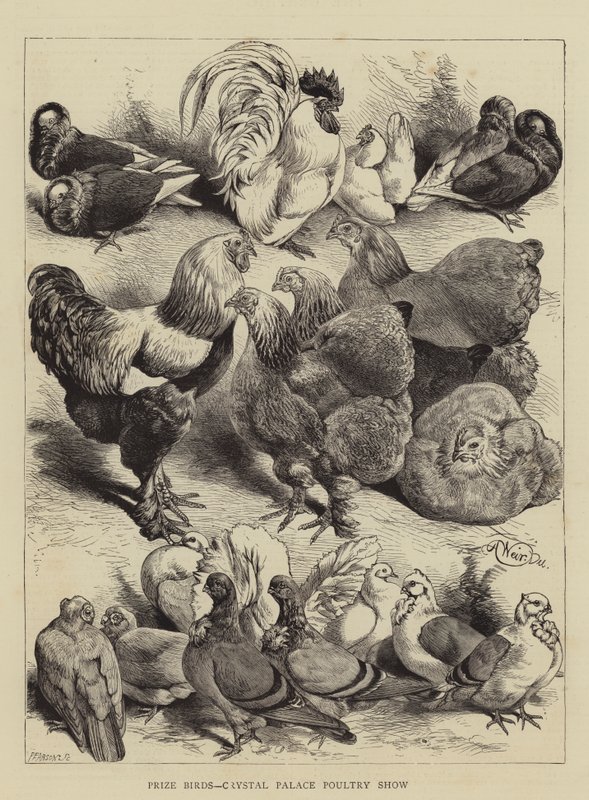 Nagroda Birds, pokaz drobiu Crystal Palace autorstwa Harrison William Weir