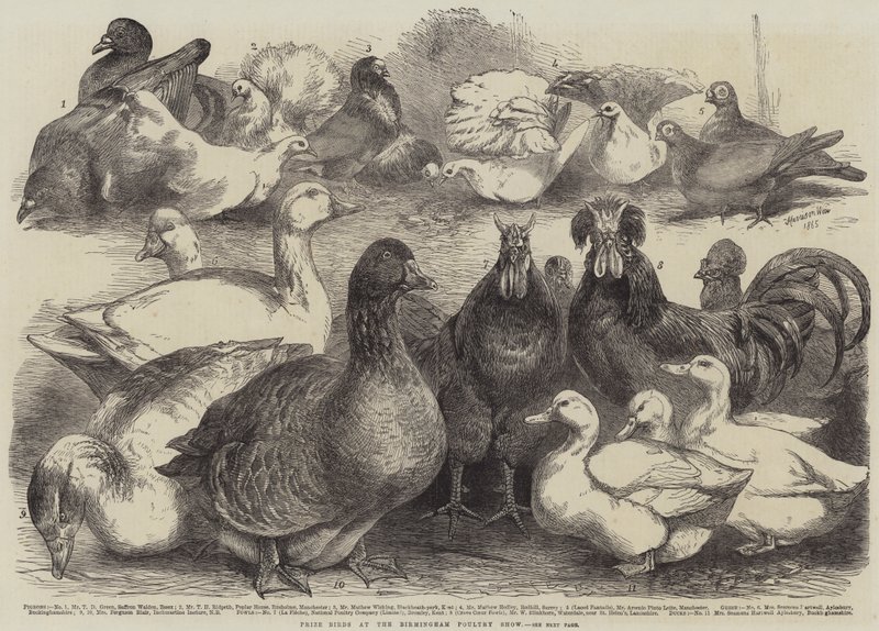 Nagroda Birds na Birmingham Poultry Show autorstwa Harrison William Weir