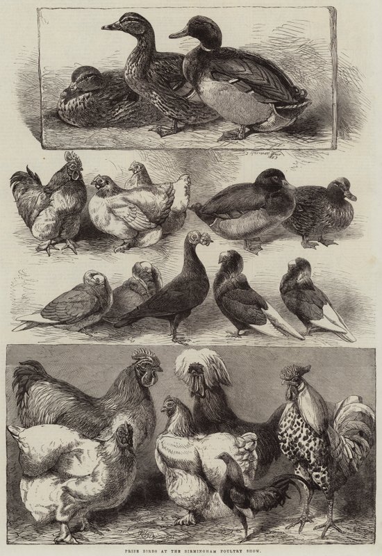 Nagroda Birds na Birmingham Poultry Show autorstwa Harrison William Weir
