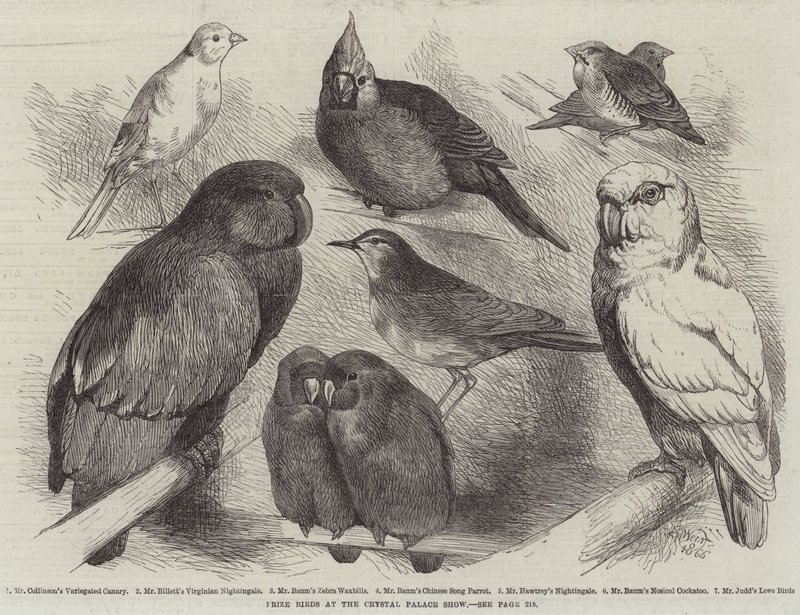Nagroda Birds na Crystal Palace Show autorstwa Harrison William Weir