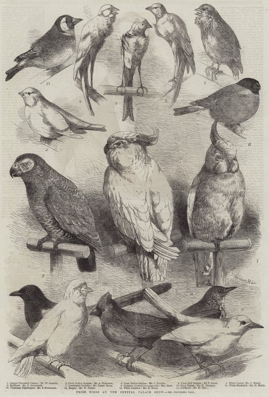 Nagroda Birds na Crystal Palace Show autorstwa Harrison William Weir