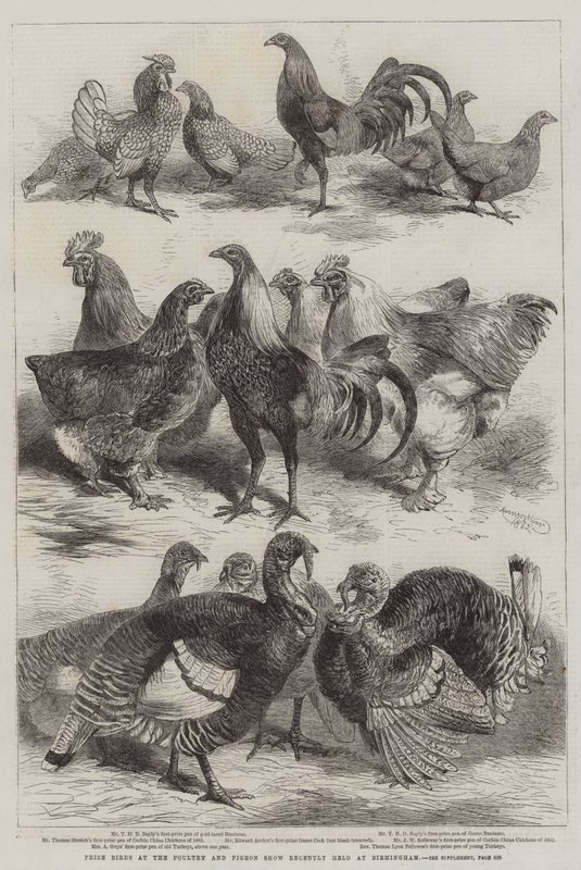Nagroda Birds na wystawie drobiu i gołębi, która odbyła się niedawno w Birmingham autorstwa Harrison William Weir
