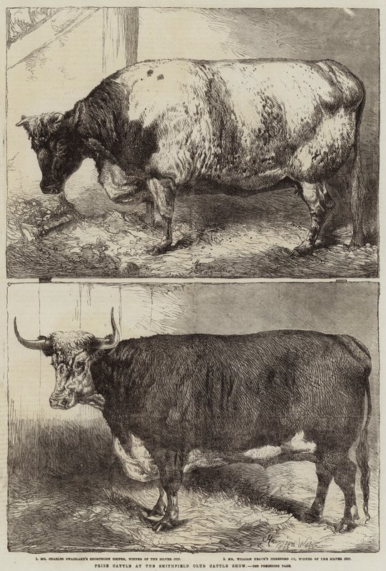 Nagroda Bydła na Smithfield Club Cattle Show autorstwa Harrison William Weir