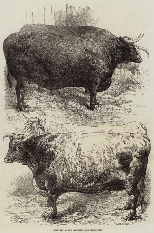 Nagroda Woły na Smithfield Club Cattle Show autorstwa Harrison William Weir